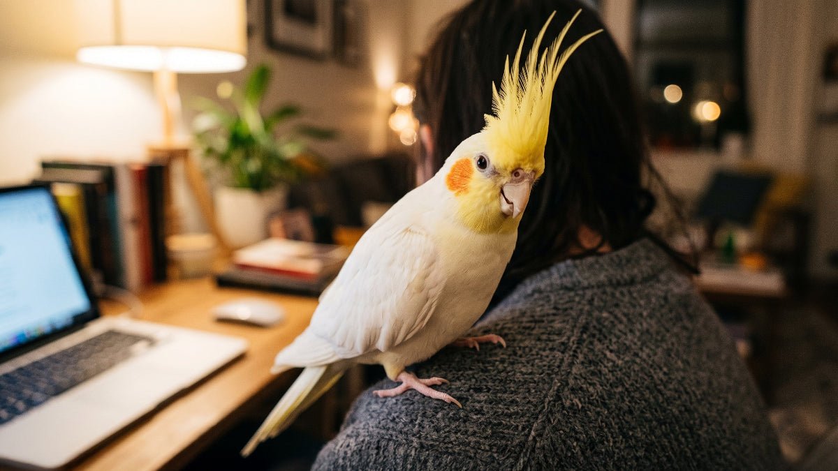 10 Things Only Cockatiel Owners Will Understand - CritterFit Co