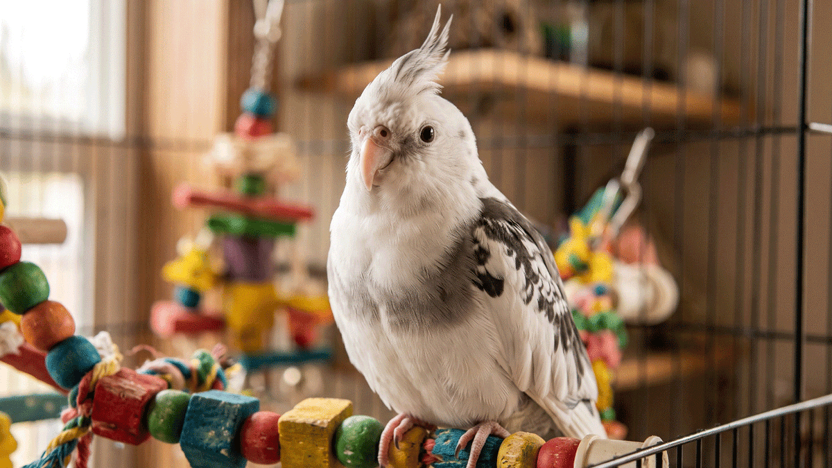 Are Cockatiels Good Pets for Beginners? An Honest Guide for Australians - CritterFit Co