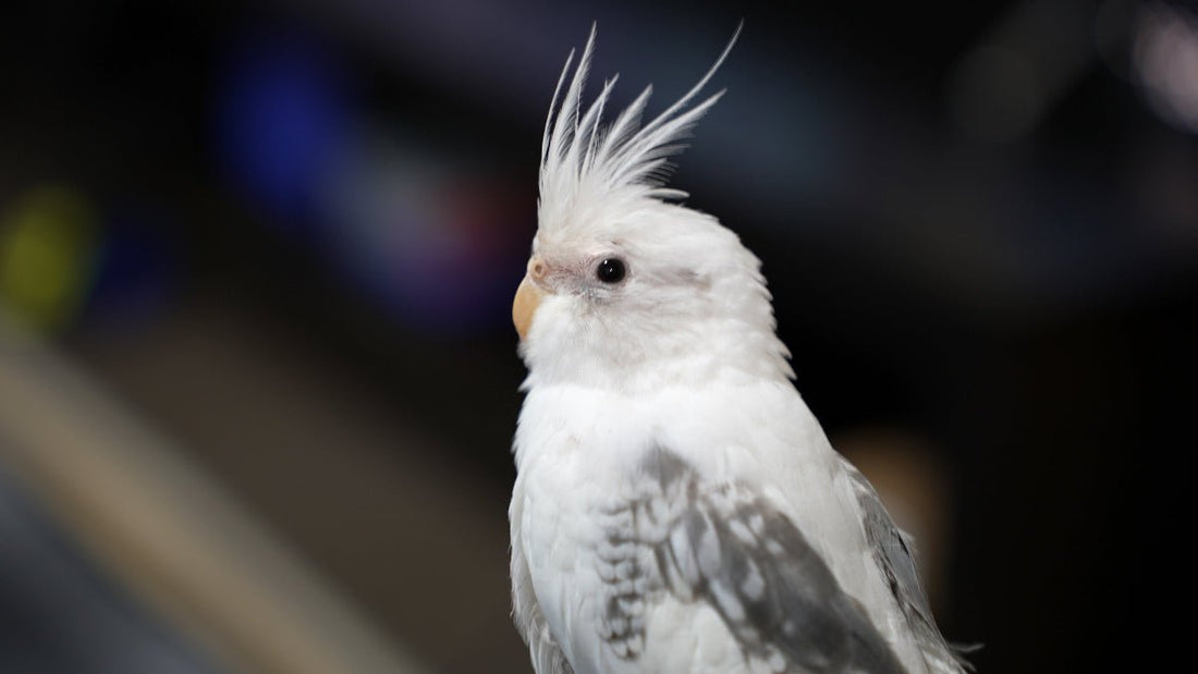 Why Does My Cockatiel Keep Asking for Head Scratches? (5 Adorable Reasons Explained) - CritterFit Co